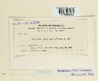 Puccinia bistortae image