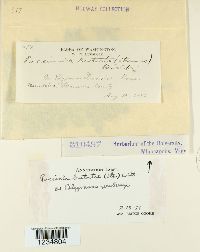 Puccinia bistortae image