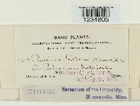 Puccinia bistortae image