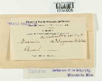 Puccinia bistortae image