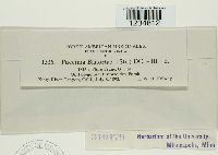 Puccinia bistortae image