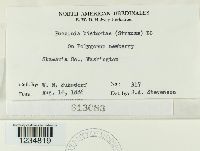 Puccinia bistortae image