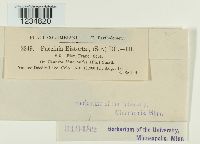 Puccinia bistortae image