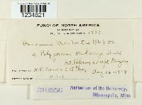 Puccinia bistortae image