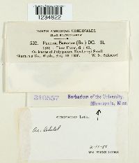 Puccinia bistortae image