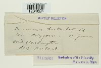 Puccinia bistortae image