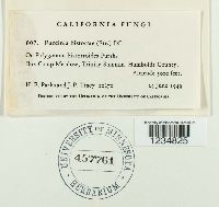 Puccinia bistortae image