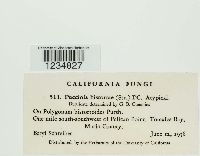 Puccinia bistortae image