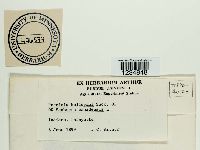 Puccinia bolleyana image