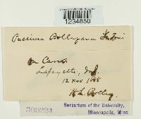 Puccinia bolleyana image