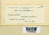 Puccinia bolleyana image