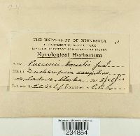 Puccinia bolleyana image