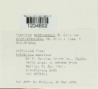 Puccinia bolleyana image