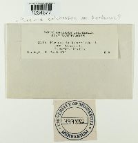 Puccinia calcitrapae image