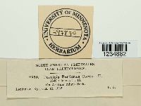 Puccinia calcitrapae image