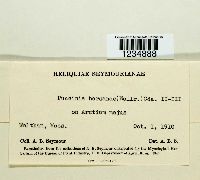 Puccinia calcitrapae image