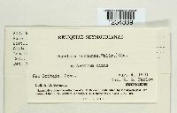 Puccinia calcitrapae image