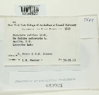 Puccinia calthae image