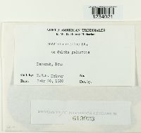 Puccinia calthae image