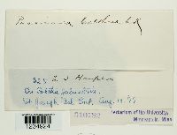 Puccinia calthae image