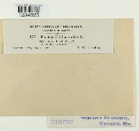 Puccinia calthae image