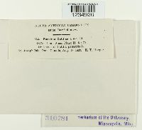 Puccinia calthae image