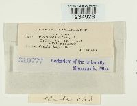 Puccinia calthae image