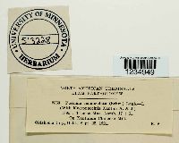 Puccinia canaliculata image