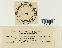 Puccinia canaliculata image