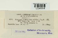 Puccinia canaliculata image