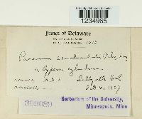 Puccinia canaliculata image