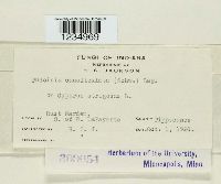 Puccinia canaliculata image