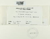 Puccinia canaliculata image