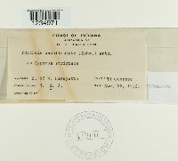 Puccinia canaliculata image