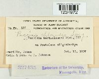 Puccinia canaliculata image