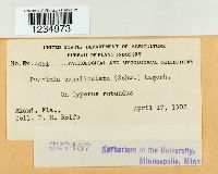 Puccinia canaliculata image