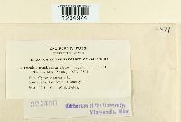 Puccinia canaliculata image