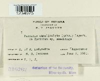 Puccinia canaliculata image