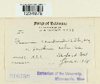 Puccinia canaliculata image