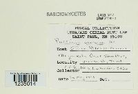 Puccinia caricina image