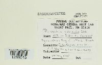 Puccinia caricina image