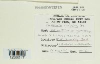 Puccinia caricina image