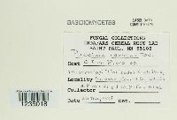 Puccinia caricina image