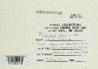 Puccinia caricina image