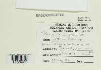 Puccinia caricina image