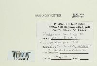 Puccinia caricina image