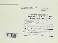 Puccinia caricina image