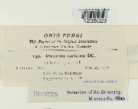 Puccinia caricina image