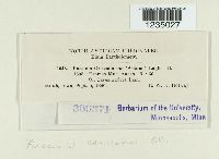 Puccinia caricina image