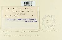 Puccinia caricina image